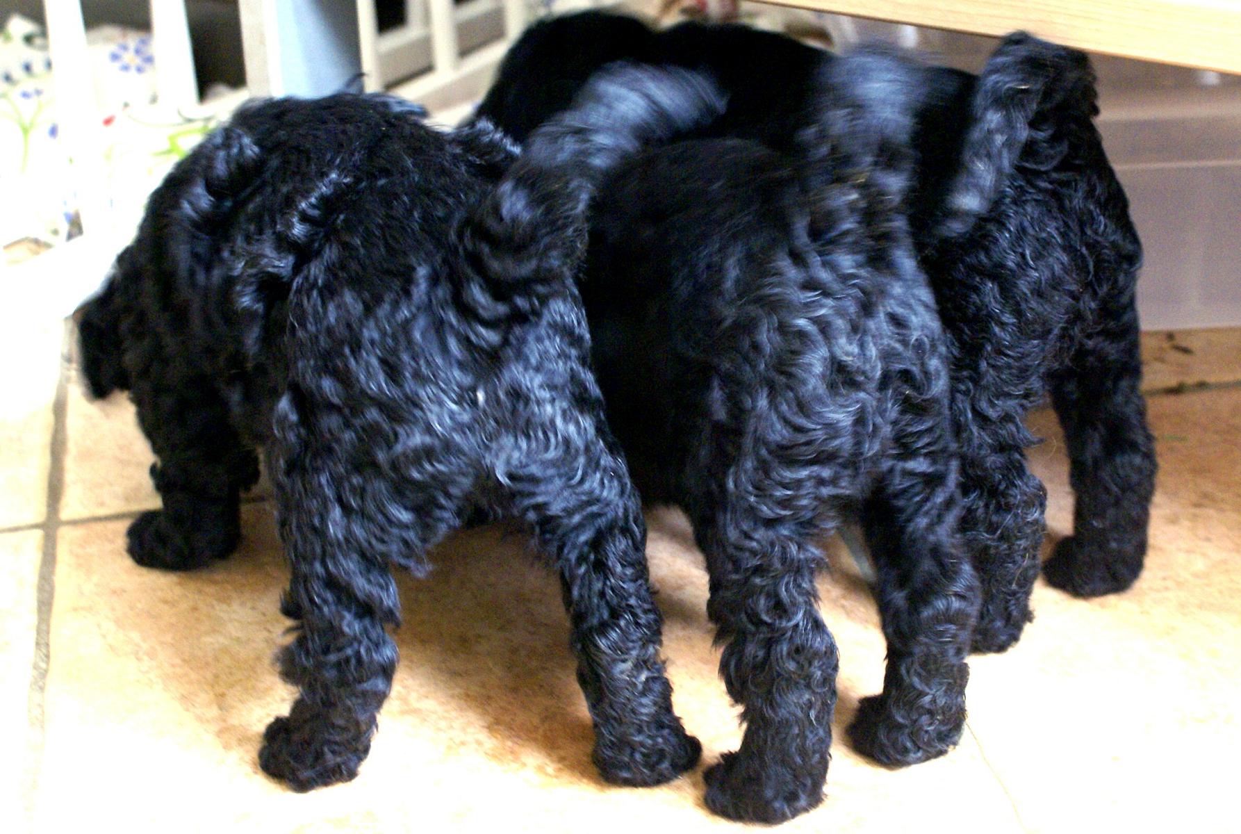 australian labradoodle